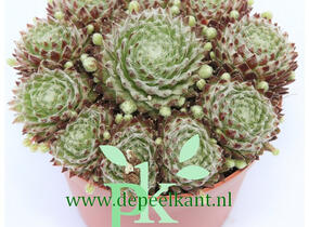 Netřesk 'Koko Flanel' - Sempervivum 'Koko Flanel'