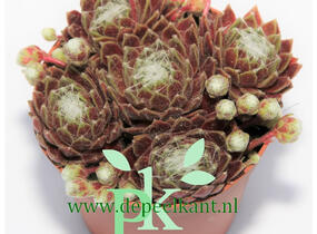 Netřesk 'Kramer Spinrad' - Sempervivum 'Kramer Spinrad'