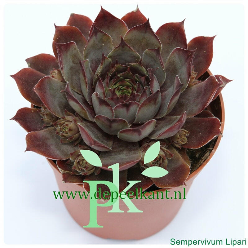 Netřesk 'Lipari' - Sempervivum 'Lipari'