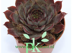 Netřesk 'Lipari' - Sempervivum 'Lipari'