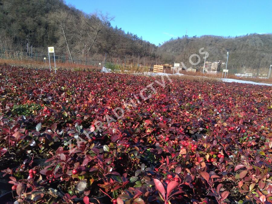 Libavka polehlá 'Winter Pearls Big Berry' - Gaultheria procumbens 'Winter Pearls Big Berry'
