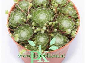 Netřesk pavučinatý - Sempervivum arachnoideum