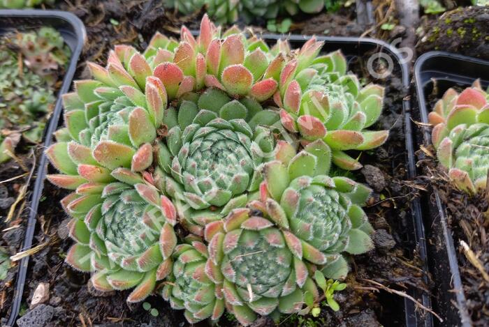 Netřesk - Sempervivum ruthanicum