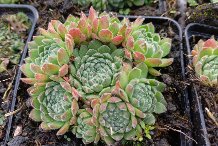 Netřesk - Sempervivum ruthanicum