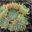 Netřesk - Sempervivum ruthanicum