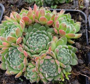 Netřesk - Sempervivum ruthanicum