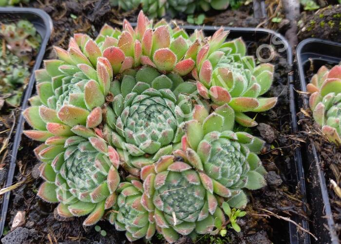 Netřesk - Sempervivum ruthanicum