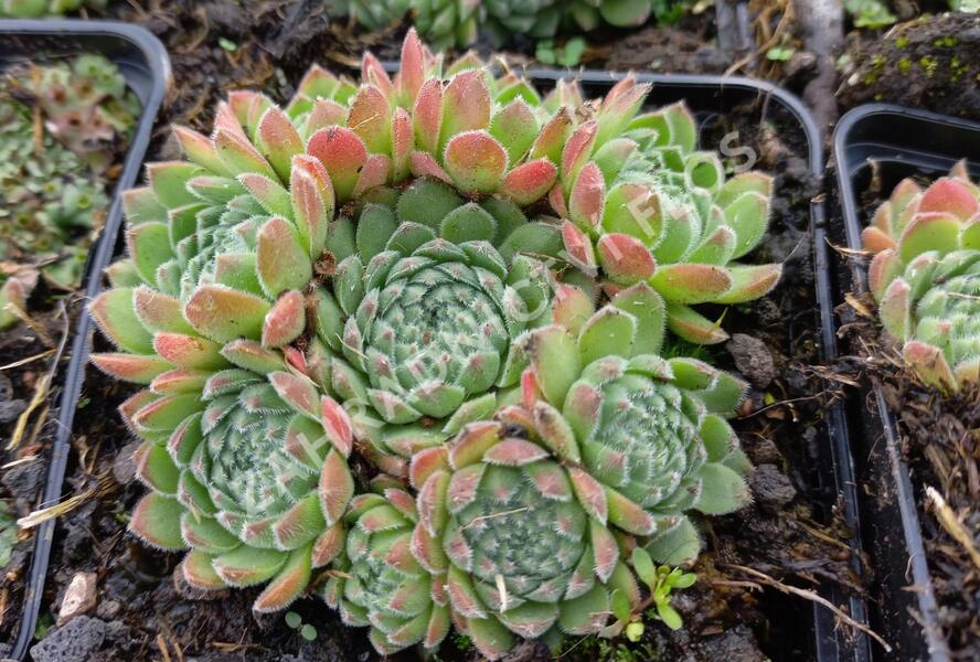 Netřesk - Sempervivum ruthanicum