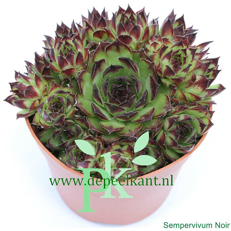 Netřesk 'Noar' - Sempervivum 'Noar'