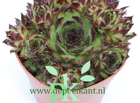 Netřesk 'Noar' - Sempervivum 'Noar'