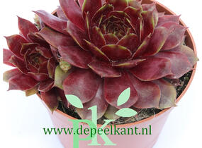 Netřesk 'Ockerwurz' - Sempervivum 'Ockerwurz'