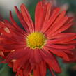 Listopadka 'D. of Edinburgh' - Dendranthemum 'D. of Edinburgh'