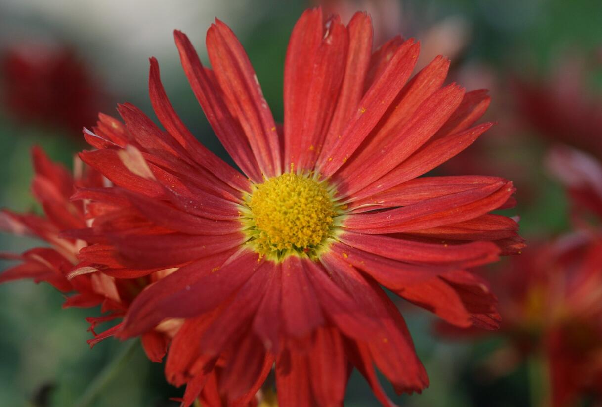 Listopadka 'D. of Edinburgh' - Dendranthema rubellum 'D. of Edinburgh'