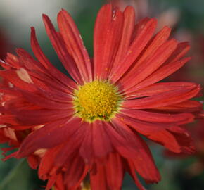 Listopadka 'D. of Edinburgh' - Dendranthema rubellum 'D. of Edinburgh'