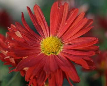 Listopadka 'D. of Edinburgh'