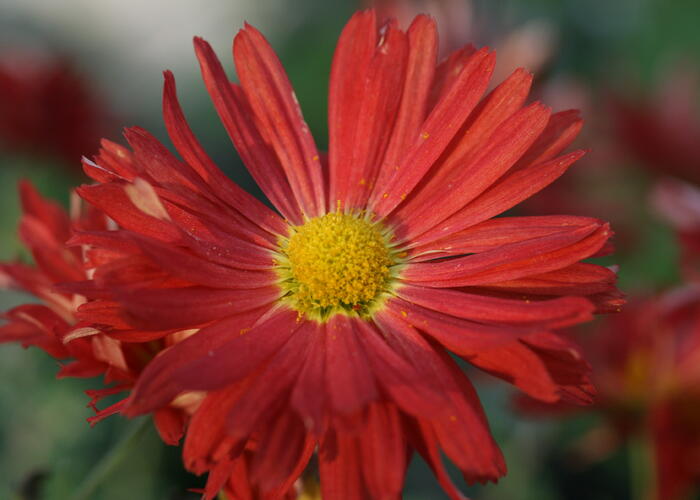 Listopadka 'D. of Edinburgh' - Chrysanthemum 'D. of Edinburgh'