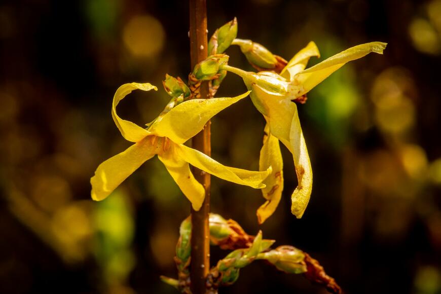 Forsythia intermedia ''Lynwood''_02