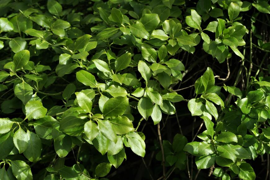 Euonymus fortunei var. radicans (3)