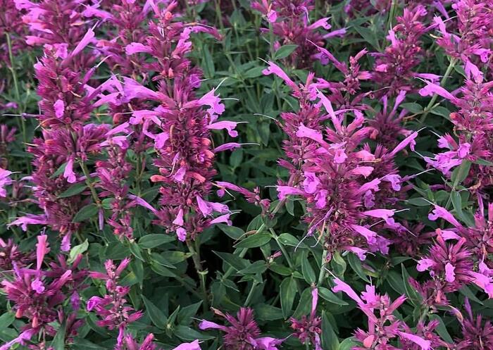 Agastache 'Rosie Posie' - Agastache hybrida 'Rosie Posie'