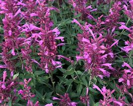 Agastache 'Rosie Posie'