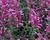 Agastache 'Rosie Posie'