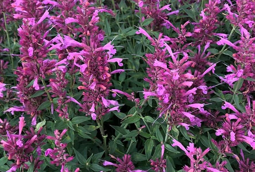Agastache 'Rosie Posie' - Agastache hybrida 'Rosie Posie'
