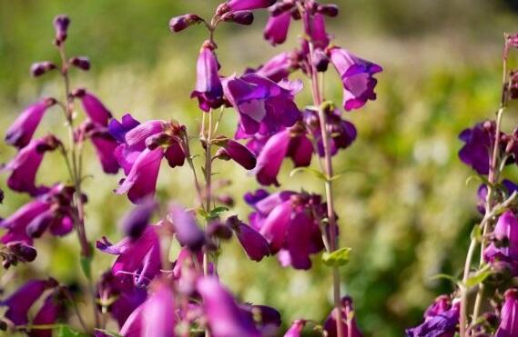 Dračík 'Purple Passion' - Penstemon x mexicali 'Purple Passion'