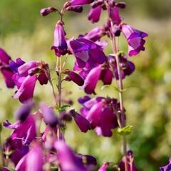 Dračík 'Purple Passion' - Penstemon x mexicali 'Purple Passion'