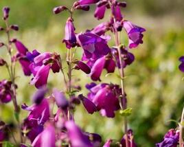 Dračík 'Purple Passion'