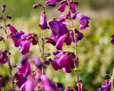 Dračík 'Purple Passion'