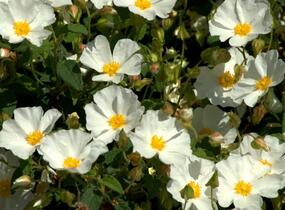Cist, skalní růže - Cistus corbariensis
