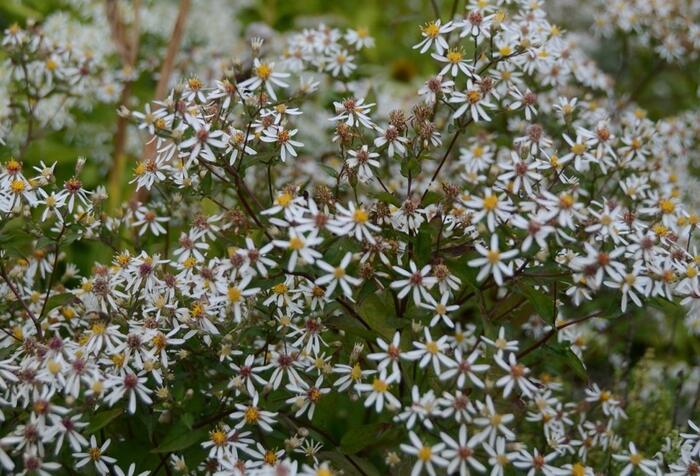 Hvězdnice rozkladitá 'Eastern Star' - Aster divaricatus 'Eastern Star'