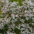 Hvězdnice rozkladitá 'Eastern Star' - Aster divaricatus 'Eastern Star'