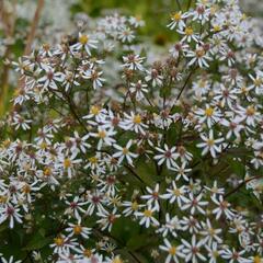 Hvězdnice rozkladitá 'Eastern Star' - Aster divaricatus 'Eastern Star'