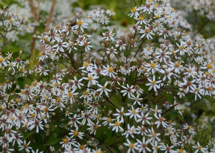 Hvězdnice rozkladitá 'Eastern Star' - Aster divaricatus 'Eastern Star'