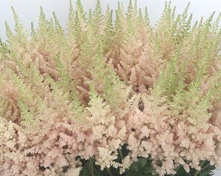 Čechrava čínská 'Vision Inferno' - Astilbe chinensis 'Vision Inferno'