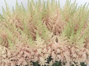 Čechrava čínská 'Vision Inferno' - Astilbe chinensis 'Vision Inferno'