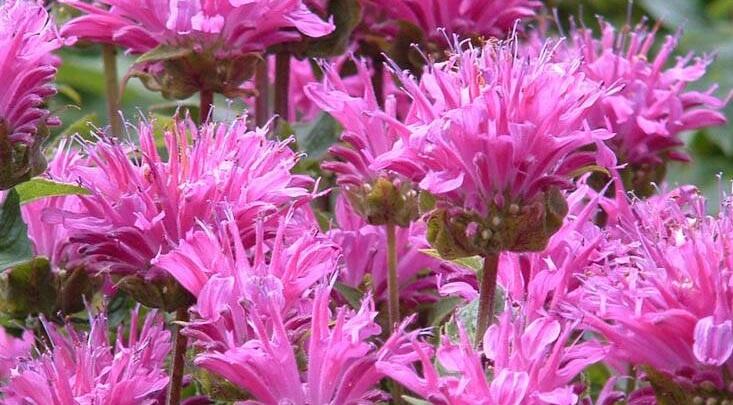 Zavinutka podvojná 'Petite Delight' - Monarda didyma 'Petite Delight'