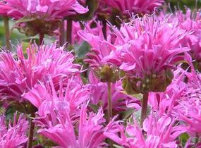 Zavinutka podvojná 'Petite Delight' - Monarda didyma 'Petite Delight'
