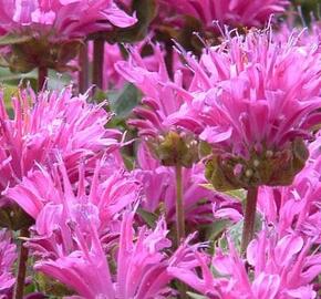 Zavinutka podvojná 'Petite Delight' - Monarda didyma 'Petite Delight'