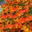 Záplevák podzimní 'Sahin's Early Flowerer' - Helenium autumnale 'Sahin's Early Flowerer'