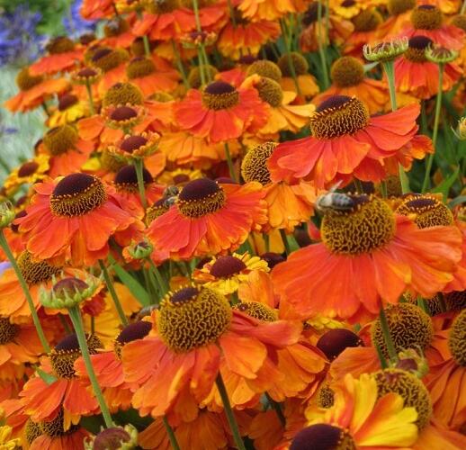 Záplevák podzimní 'Sahin's Early Flowerer' - Helenium autumnale 'Sahin's Early Flowerer'