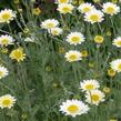 Rmen 'Susanna Mitchell' - Anthemis 'Susanna Mitchell'