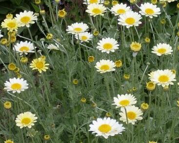 Rmen barvířský 'Susanna Mitchell'