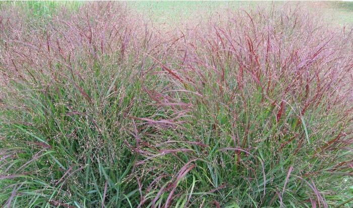 Proso prutnaté 'Cardinal' - Panicum virgatum 'Cardinal'