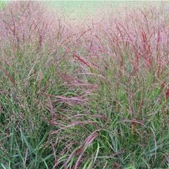Proso prutnaté 'Cardinal' - Panicum virgatum 'Cardinal'