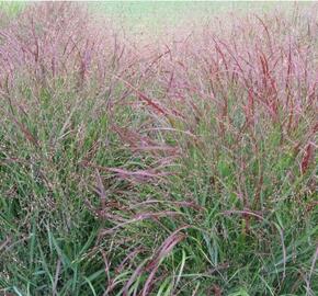 Proso prutnaté 'Cardinal' - Panicum virgatum 'Cardinal'