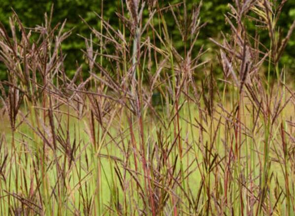 Vousatice 'JS Purple Konza' - Andropogon hallii 'JS Purple Konza'