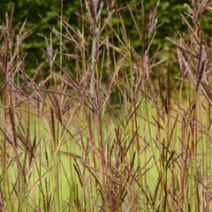 Vousatice 'JS Purple Konza' - Andropogon hallii 'JS Purple Konza'