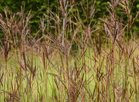 Vousatice 'JS Purple Konza' - Andropogon hallii 'JS Purple Konza'